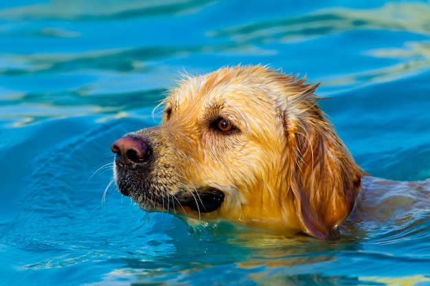 Golden Retriever zwemmen