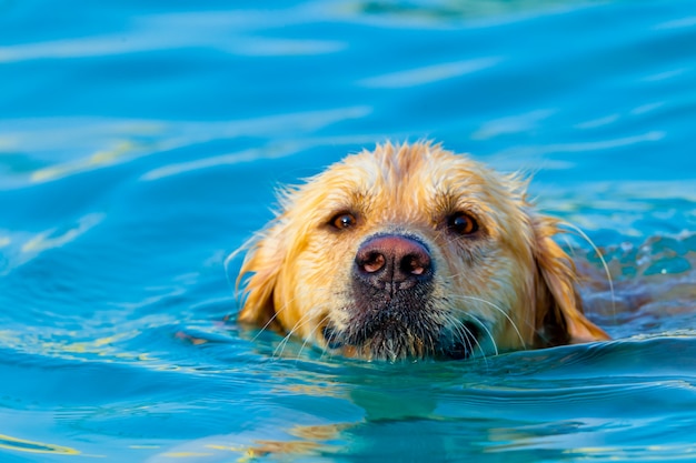 Golden Retriever zwemmen