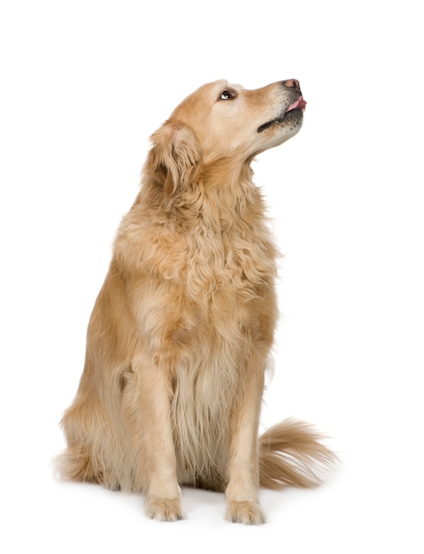 Golden Retriever