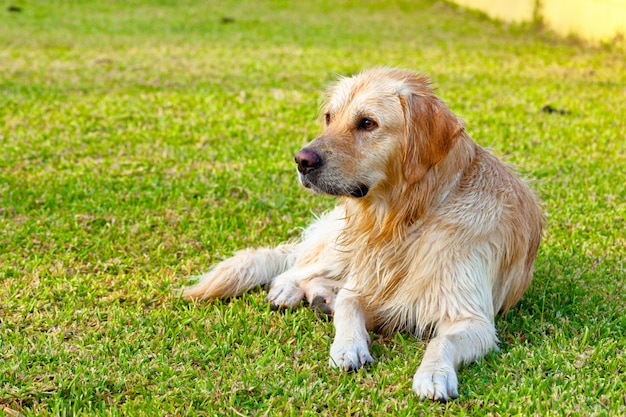 Golden retriever