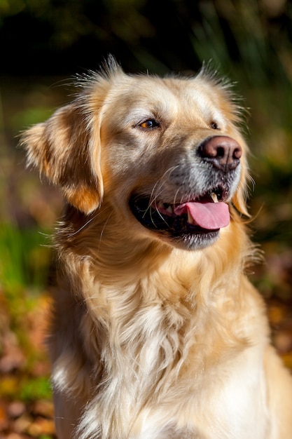 Golden retriever