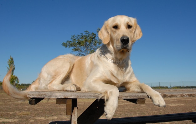 Golden retriever