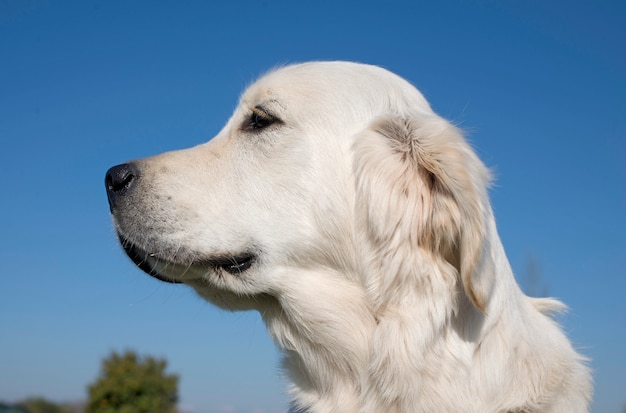 Golden retriever