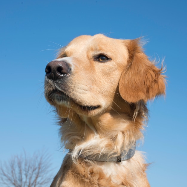 Golden retriever