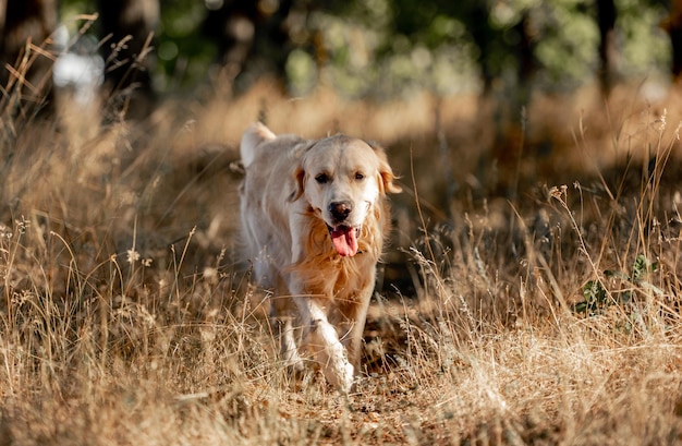 Golden retrieverhond in de herfstpark