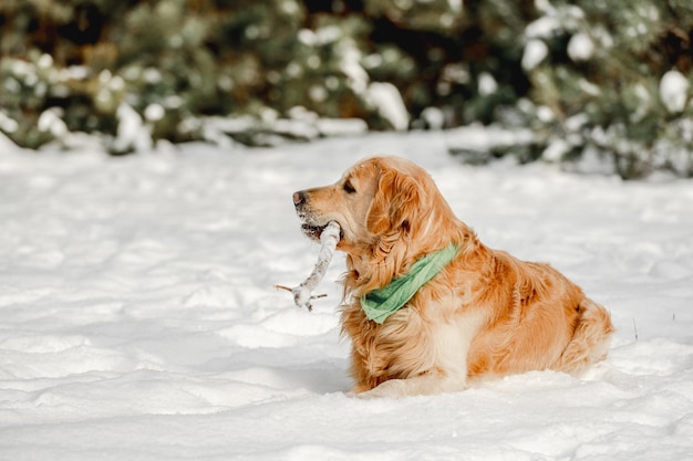 Golden retrieverhond in de winter