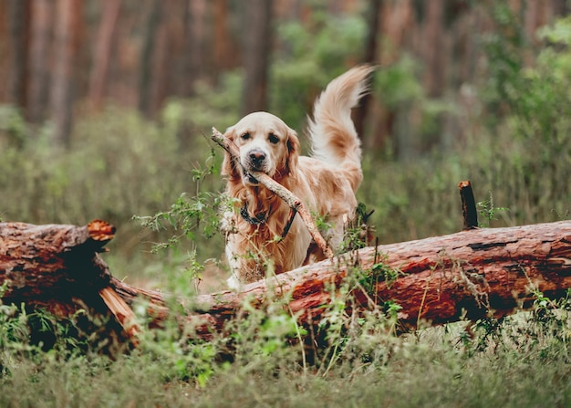 Golden retrieverhond in het bos