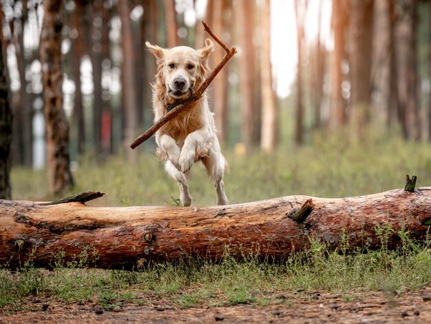 Golden retrieverhond in het bos