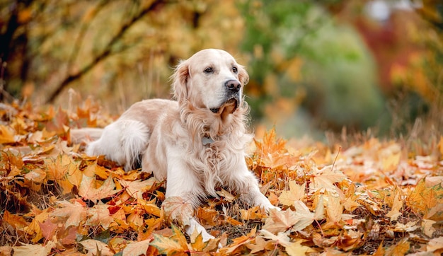 Golden retrieverhond in park