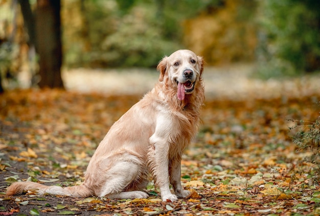 Golden retrieverhond in park