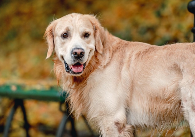 Golden retrieverhond in park