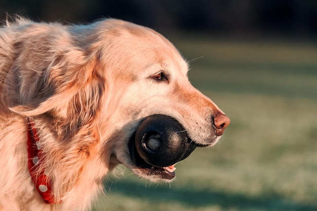 Golden retrieverportret met zijn stuk speelgoed in zijn snuit bij zonsondergang close-up