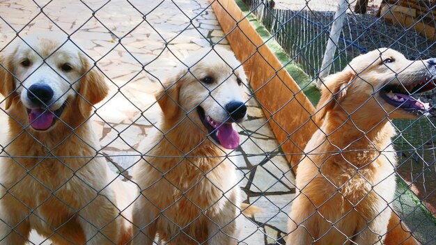 Photo golden retrievers seen through fence