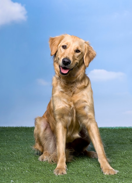 Golden retrieverzitting op het gras tegen blauwe hemel