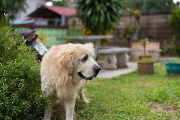 Golden retriver standing on the park