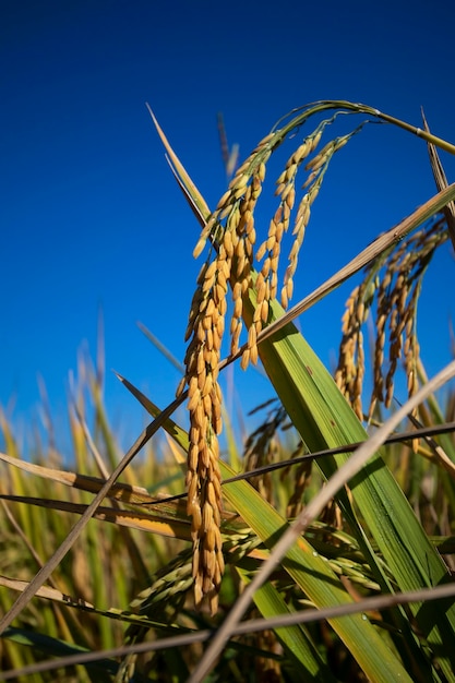 Photo golden rice ears on reic tree in rice fields