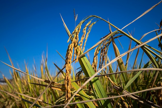 Golden rice ears on reic tree In rice fields