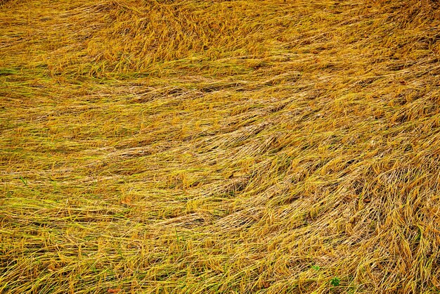 Golden rice field backgroud.