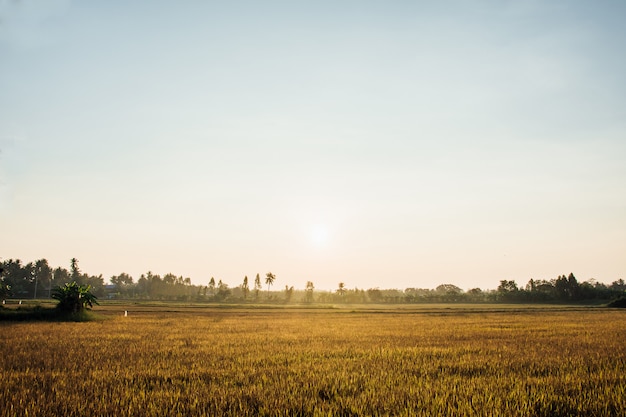 写真 タイでの朝の光の黄金の田んぼ。