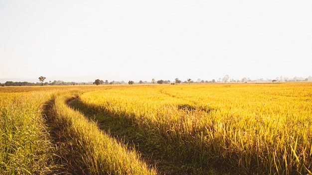 Золотое рисовое поле готово к сбору урожая. урожай сельское хозяйство посадки выращивание золотое поле.