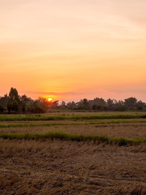 タイの夕焼け空の下のゴールデンライスフィールド