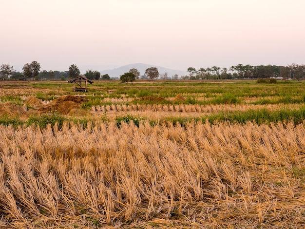 Golden rice field under sunset sky in Thailand