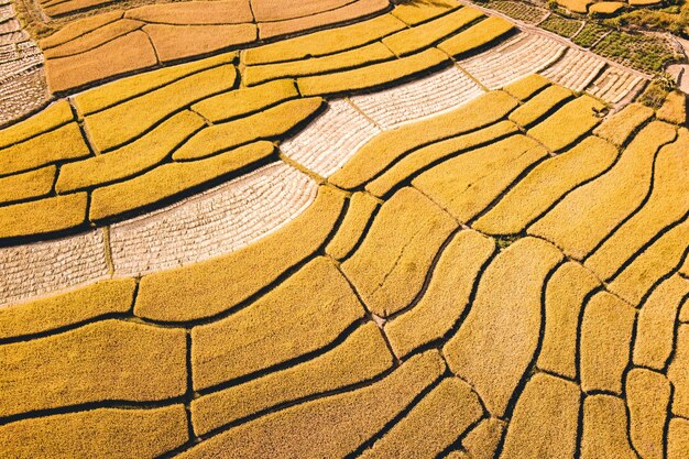 Golden rice fields in the evening form above Harvested rice fields