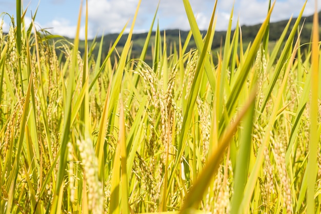 Golden rice paddy in rice field