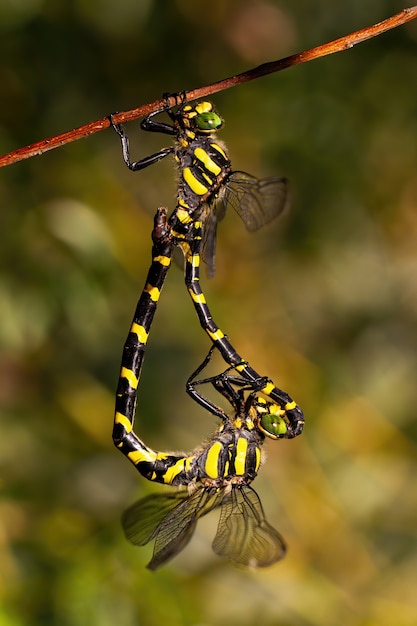 Golden ringed dragonflies mating in sunlight.