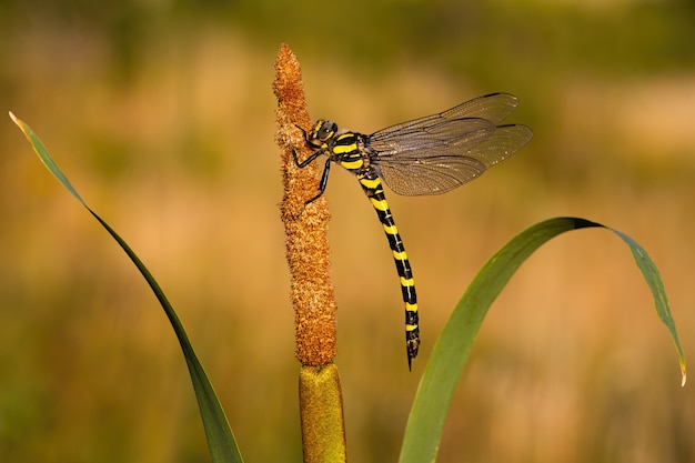 Golden ringed dragonfly resting on bulrush.