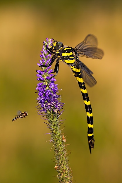 Golden ringed dragonfly sitting on violet wildflower and fly fling around