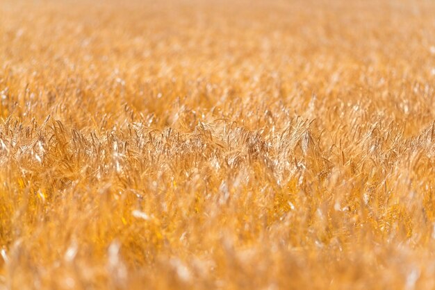 写真 黄金の熟した穀物の背景