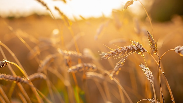 Golden ripe ears on nature in summer field at sunset rays of sunshine closeup macro