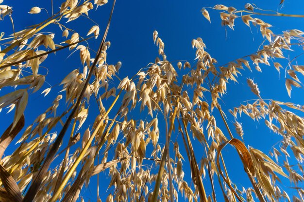 Golden ripe ears of oats against the blue sky