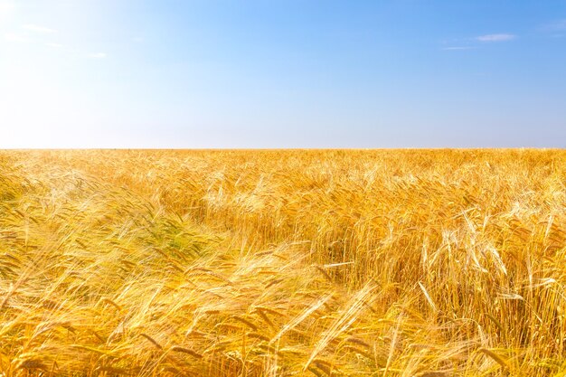 写真 夏の暖かい日青空の間に畑に小麦の黄金の熟した耳