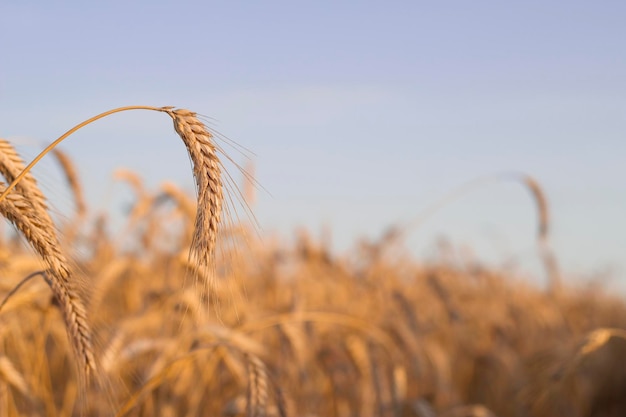 golden and ripe ears in summer field with warm sunset light