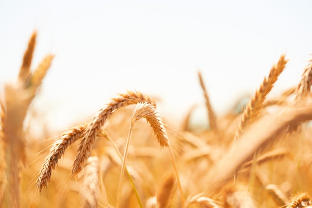 Golden ripe ears of wheat close up. Ripening wheat spikelets in rural meadow closeup. Bright ripe