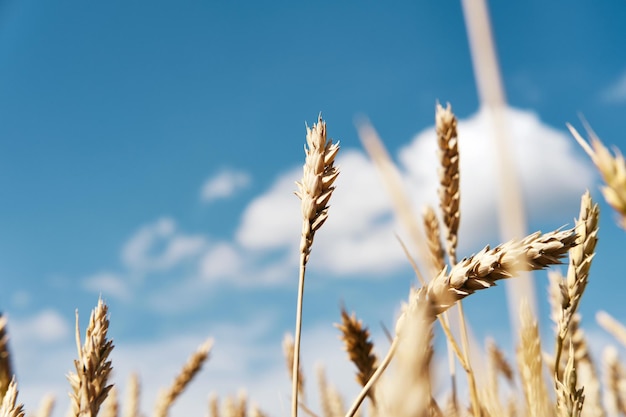 Golden ripe ears of wheat closeup Endless wheat field Harvesting agricultural farm and healthy food production