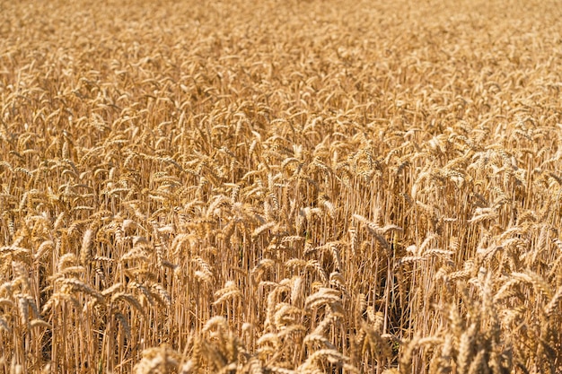 Golden ripe ears of wheat Wheat field Ears of golden wheat close up The concept of planting and harvesting a rich harvest Rural landscape