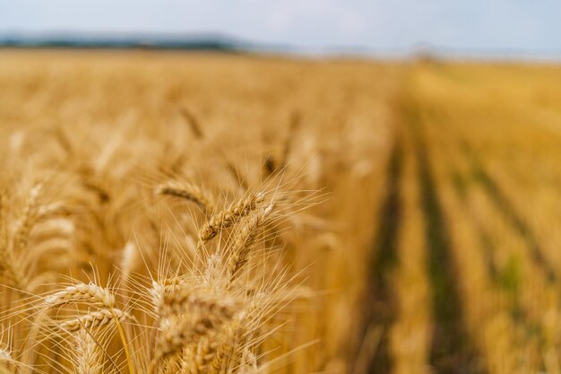 Golden ripe field of wheat Summer agricultural landscapes Harvesting cereal