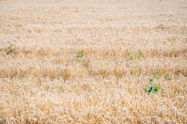 Foto campi rotolanti dorati di grano con il chiarore del sole