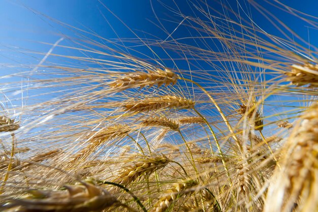 Golden rye in an agricultural field in the summer, farming for growing rye and harvesting cereals