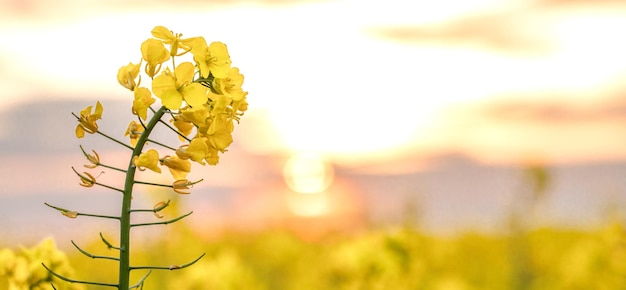 Golden Sea of Canola Blossoms in the Countryside