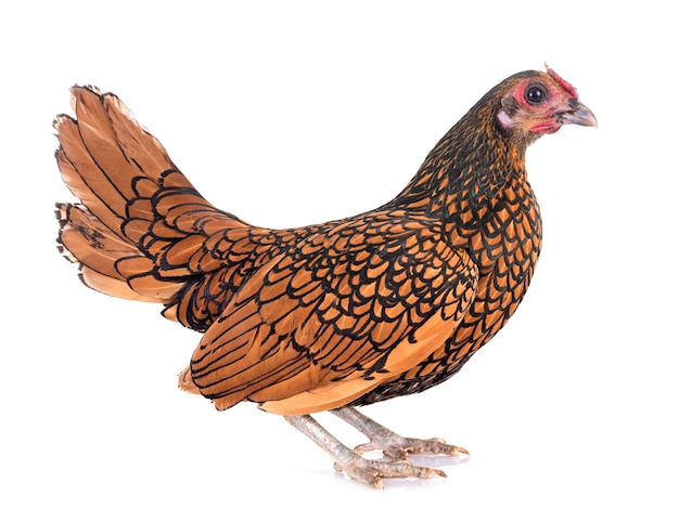 golden Sebright chicken