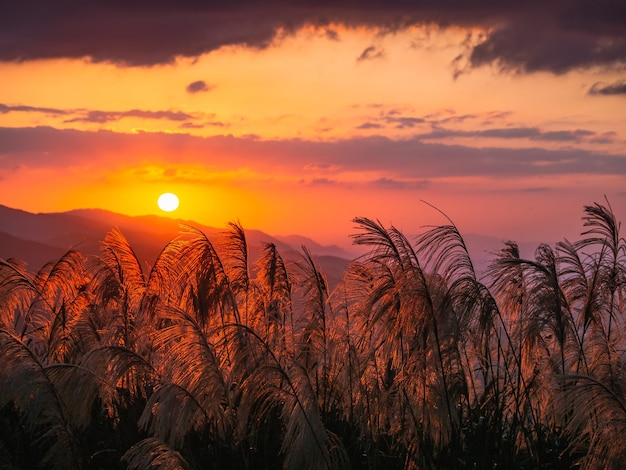 Photo the golden shining miscanthus in sunset time