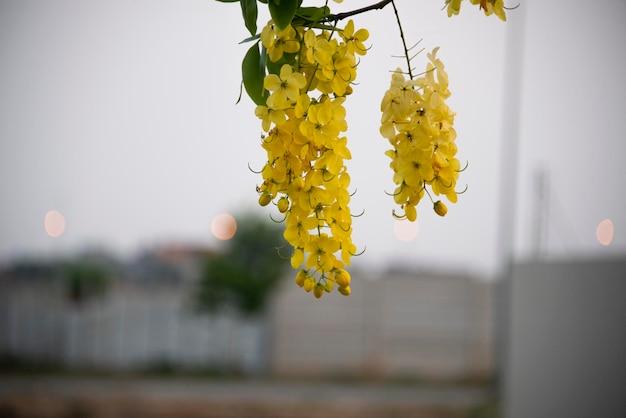 ゴールデン シャワー アマルタスの花