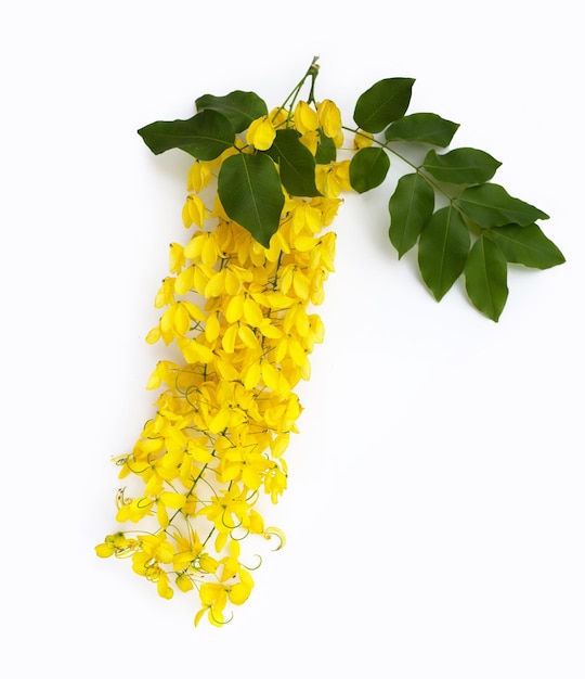 Golden shower or cassia fistula flower on white background