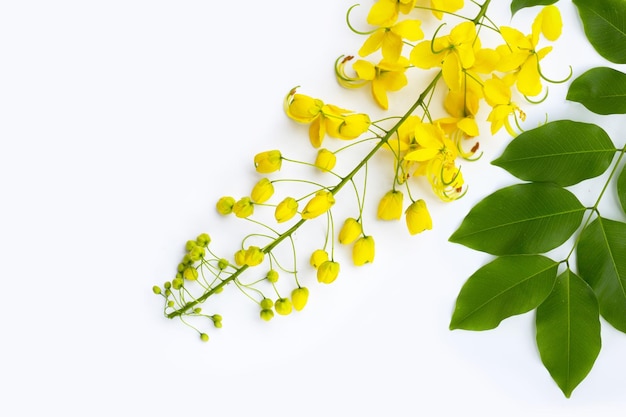 Golden shower or cassia fistula flower on white background