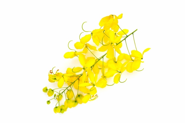 Golden shower or cassia fistula flower on white background