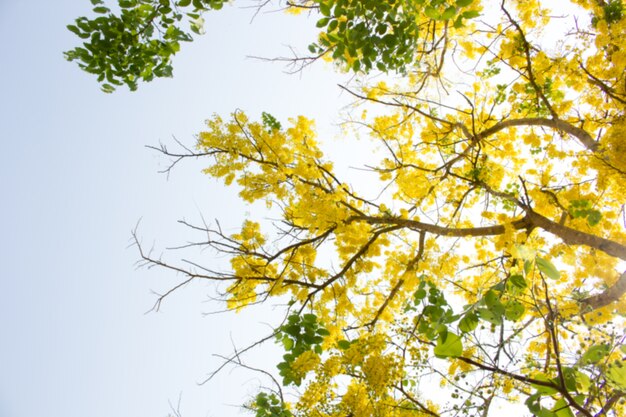 Золотой дождь (Cassia fistula) дерево.